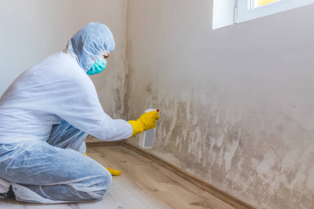 Best Industrial Mold Remediation  in Suncoast Estates, FL